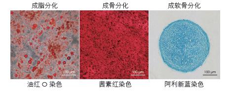 高水平維持hMSCs多向分化潛能