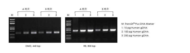使用不同批次的產(chǎn)品，以不同濃度的人 gDNA 為模板擴(kuò)增，1.5% 瓊脂糖凝膠電泳分析擴(kuò)增結(jié)果。